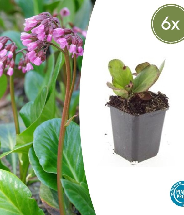 Bergenia à feuilles en cœur...