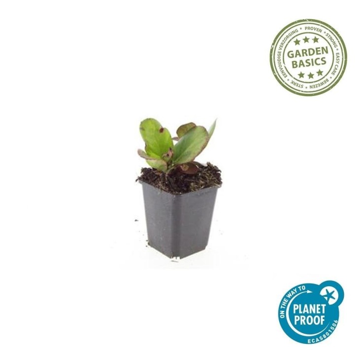 Bergenia à feuilles en cœur 'Herbstblüte' -  60