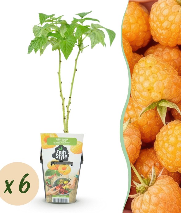 Framboisier Fallgold x6