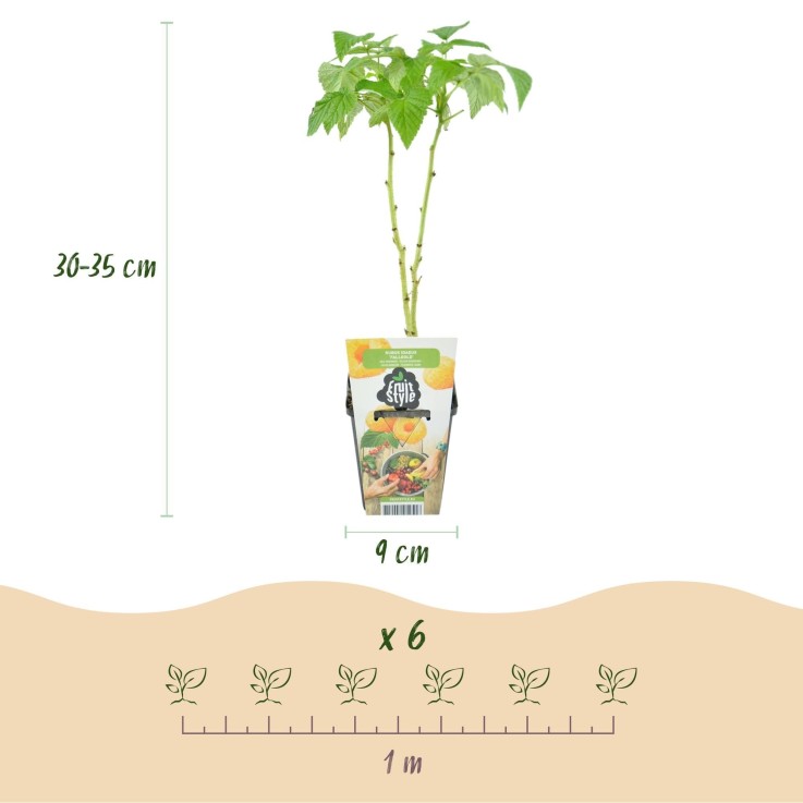 Framboisier Fallgold x6