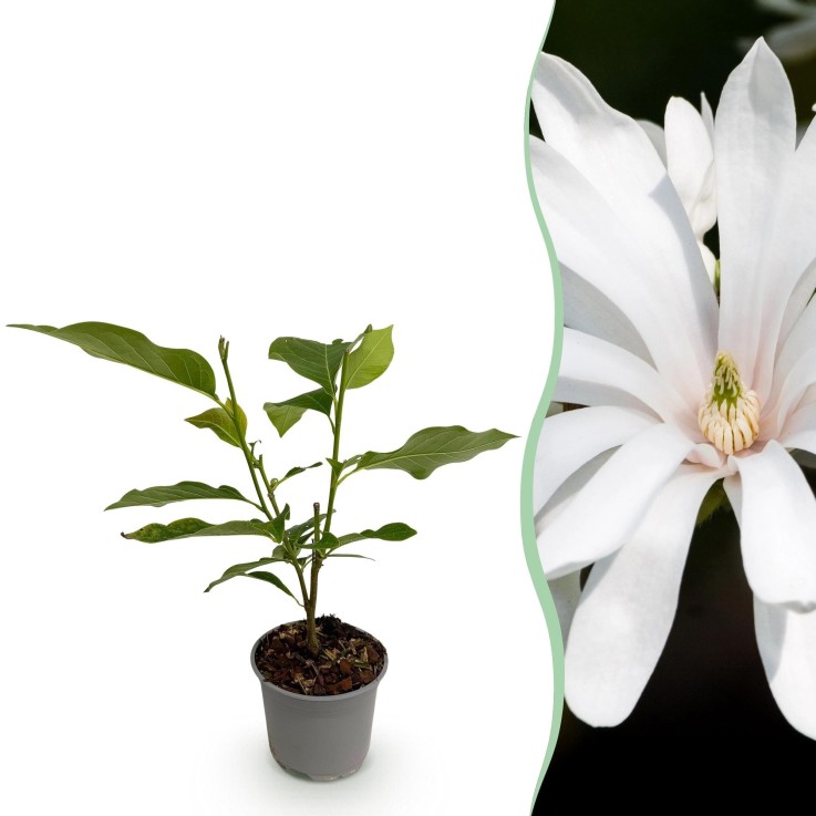Magnolia stellata Royal Star