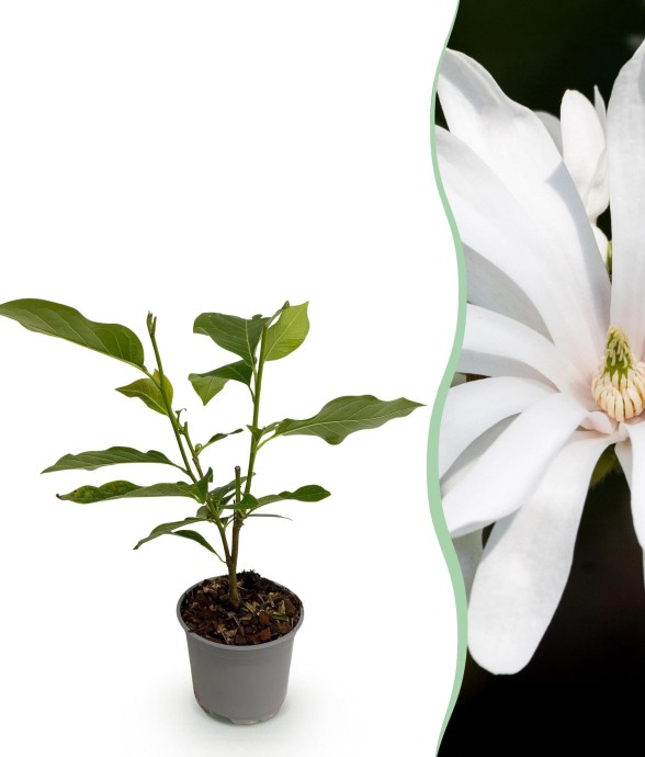 Magnolia stellata Royal Star