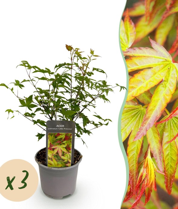 Erable Little Princess x3