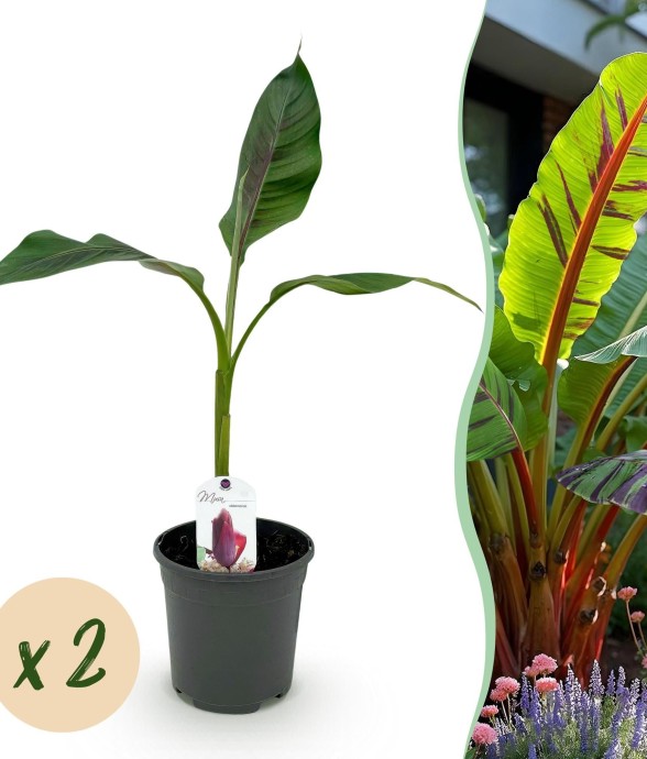 Musa sikkimensis Red Tiger x2