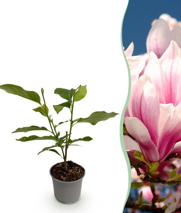 Magnolia soulangeana x1