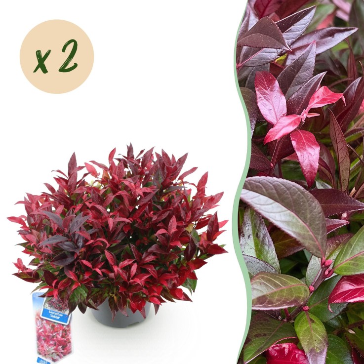 Leucothoe Zeblid x2