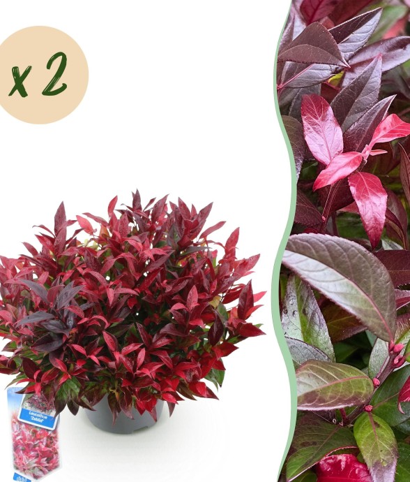 Leucothoe Zeblid x2