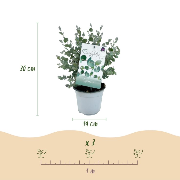 Eucalyptus gunnii x6