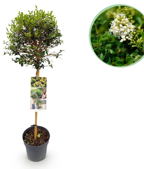 Troène delavayanum x1