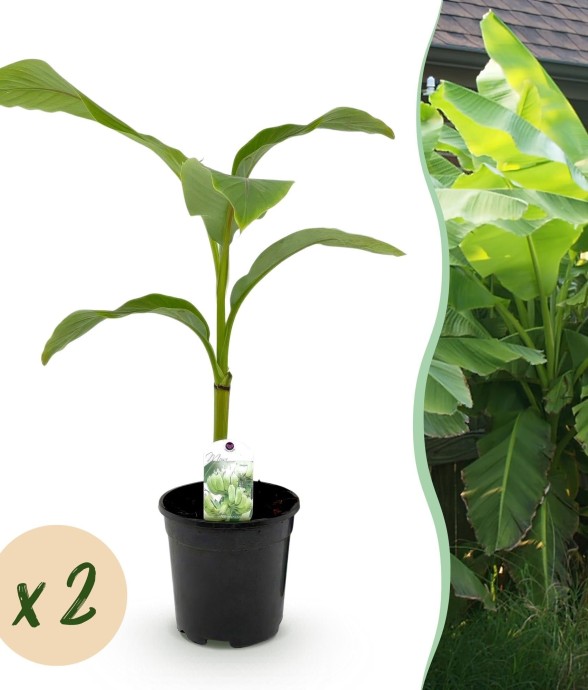 Bananier Musa basjoo x2