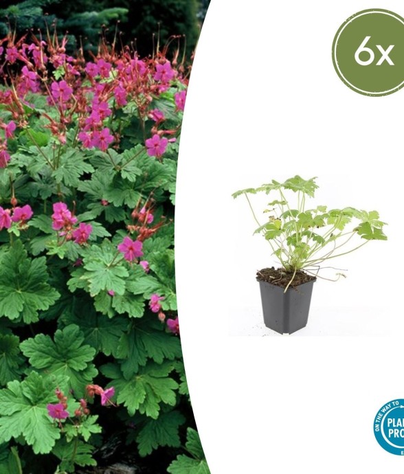 Géranium vivace 'Czakor' -  12