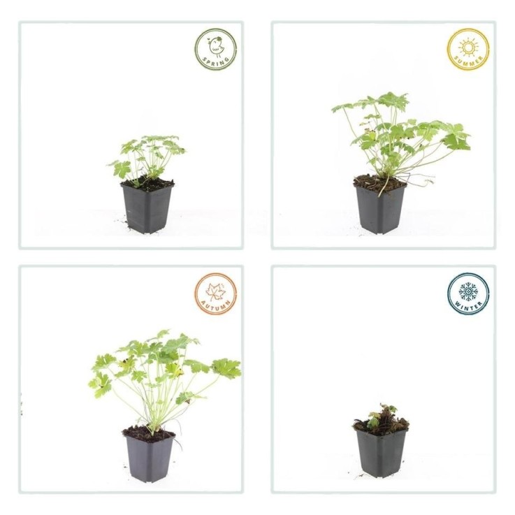 Géranium vivace 'Czakor' -  12