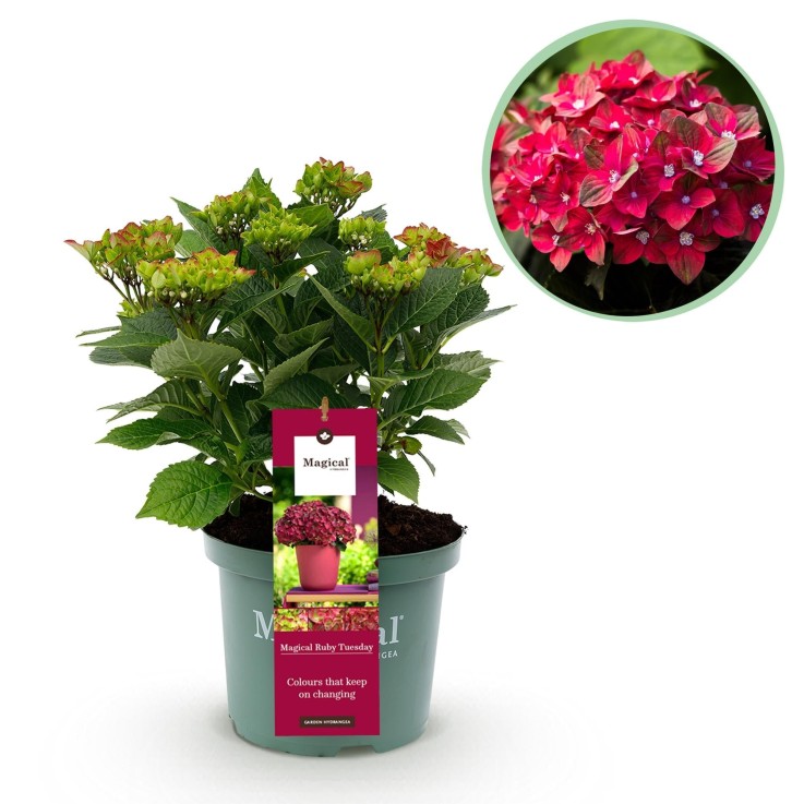 Hortensia Ruby en pot