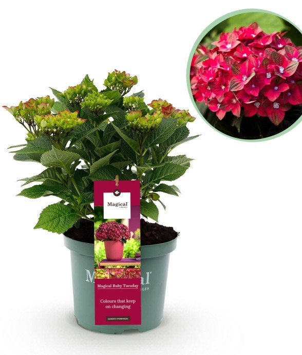 Hortensia Ruby en pot