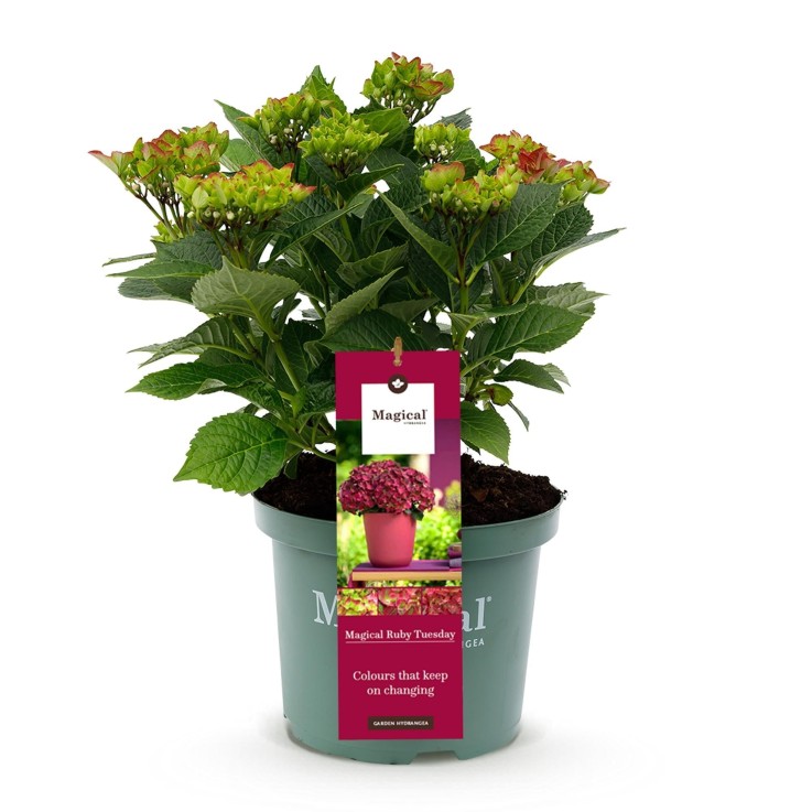 Hortensia Ruby en pot