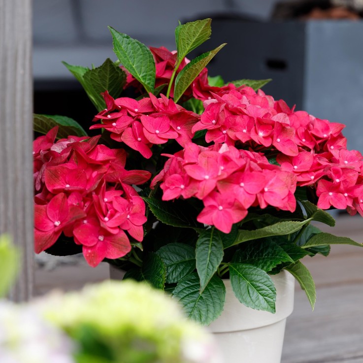 Hortensia Ruby en pot