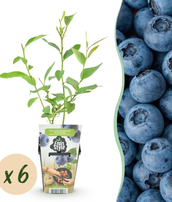 Myrtille Goldtraube x6