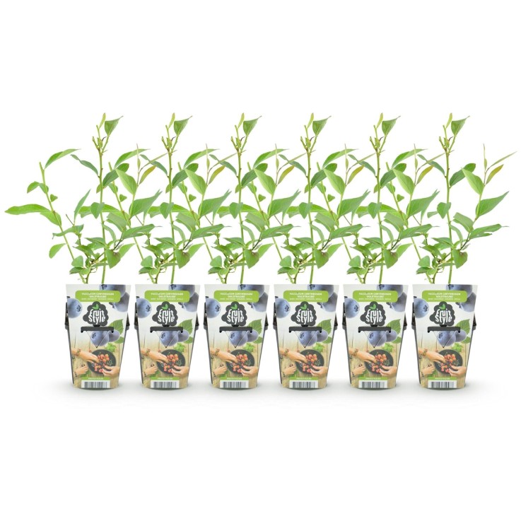 Myrtille Goldtraube x6