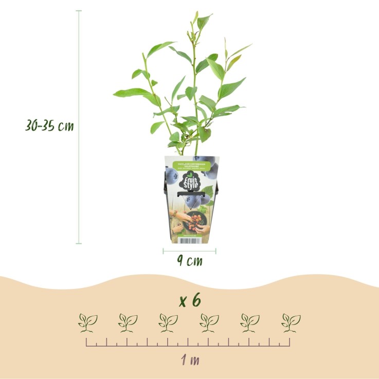 Myrtille Goldtraube x6