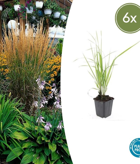 Calamagrostis acutiflora...