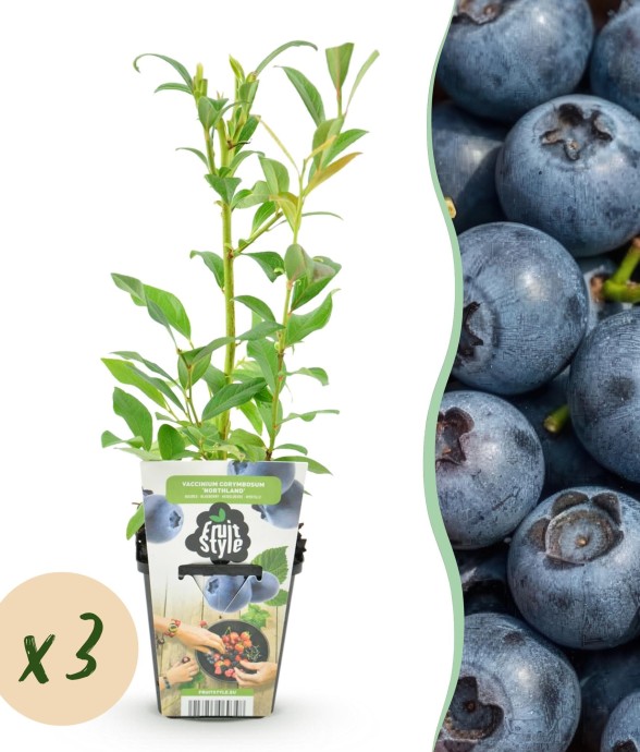 Myrtille Northland x3