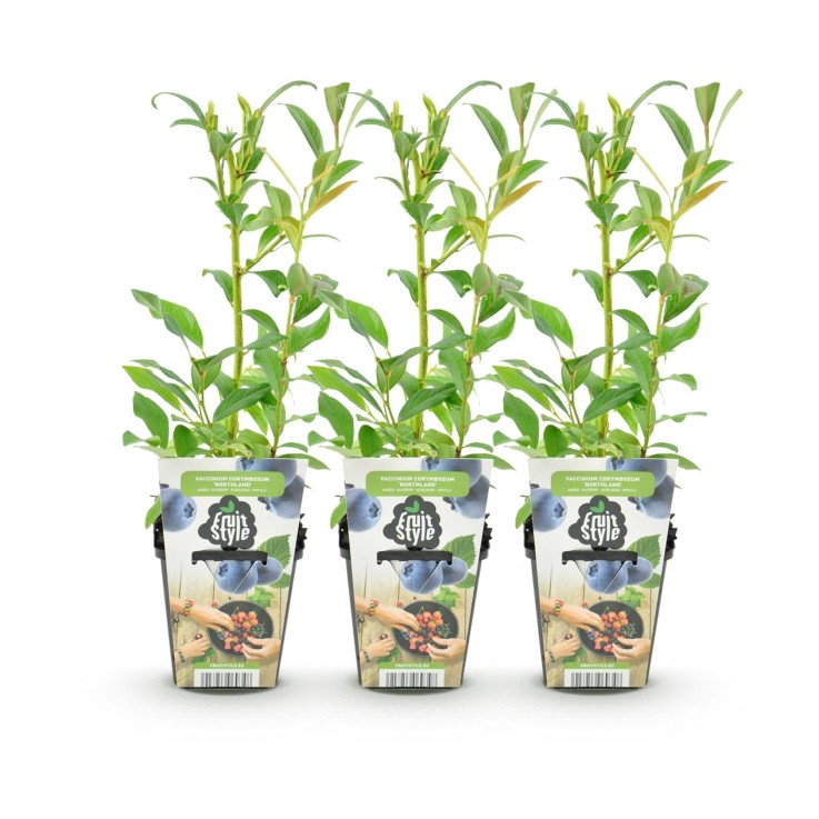 Myrtille Northland x3