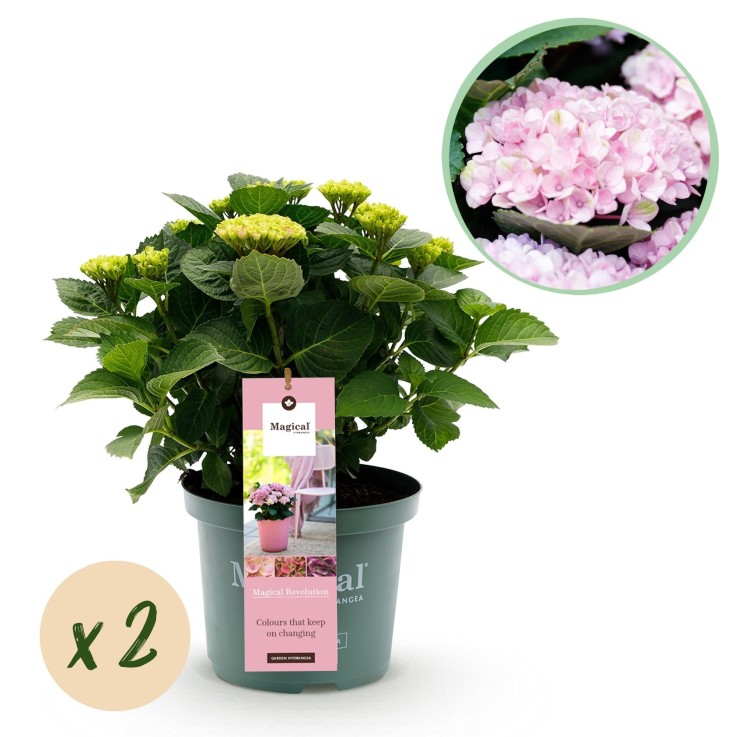 Hortensia rose magique x2