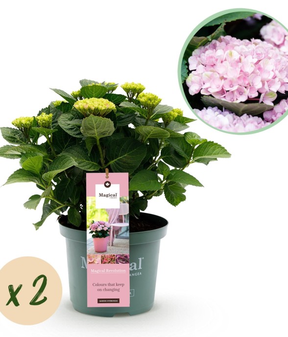 Hortensia rose magique x2