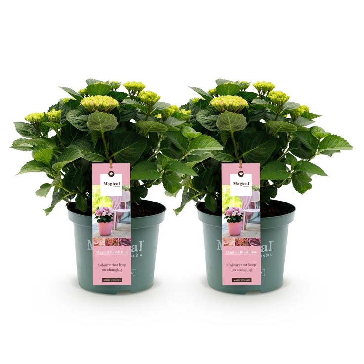 Hortensia rose magique x2