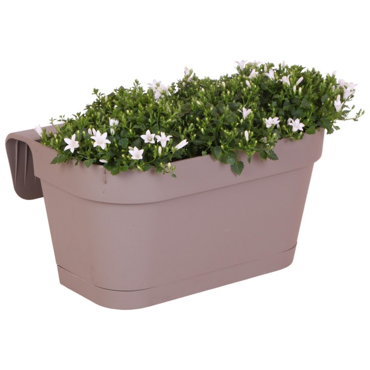 Campanula Addenda blanche - Balkonbak taupe - 3 pots inclus