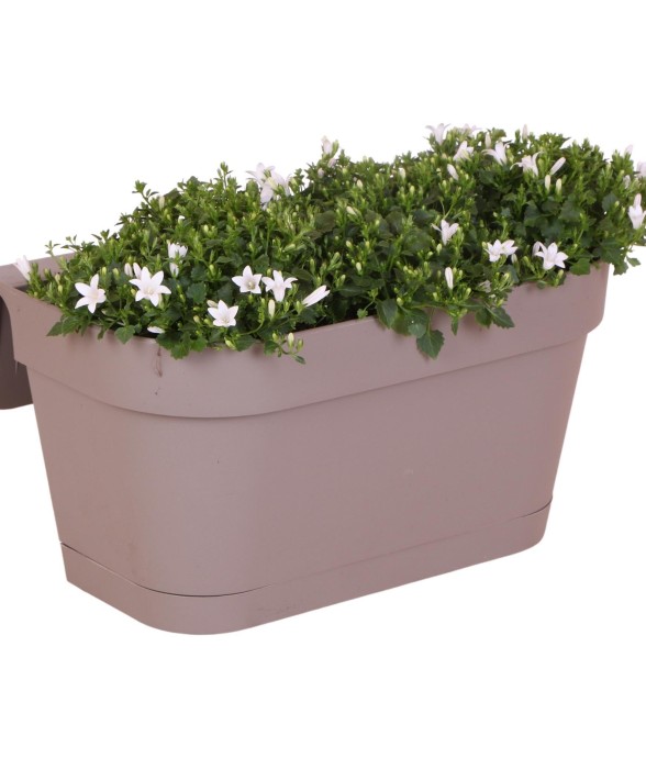 Campanula Addenda blanche -...