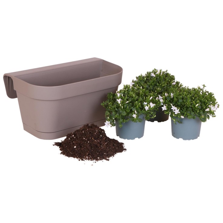 Campanula Addenda blanche - Balkonbak taupe - 3 pots inclus