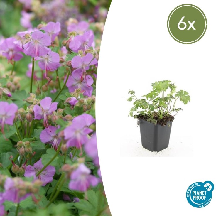 Géranium vivace 'Cambridge' -  12