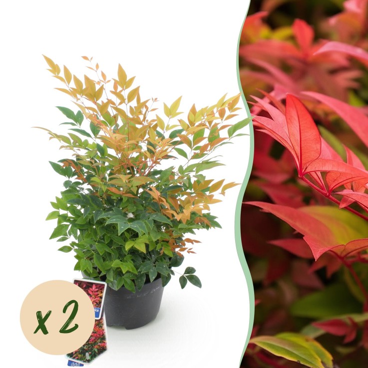 Nandina Gulfstream x2
