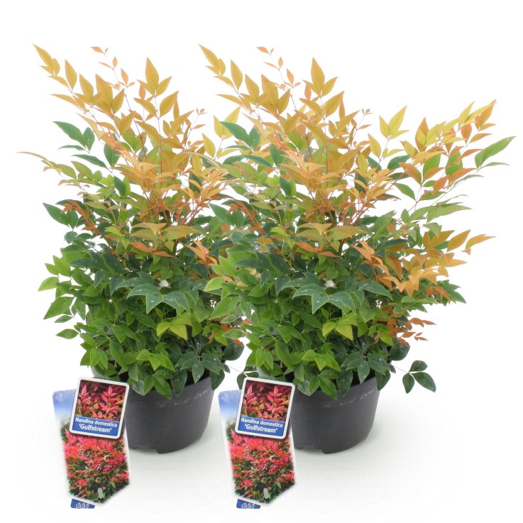 Nandina Gulfstream x2