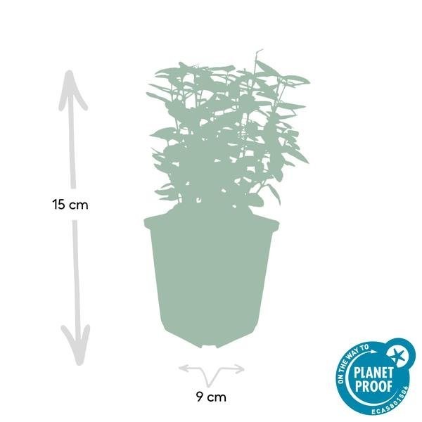 Fusain de Fortune 'Emerald 'n Gold' -  6