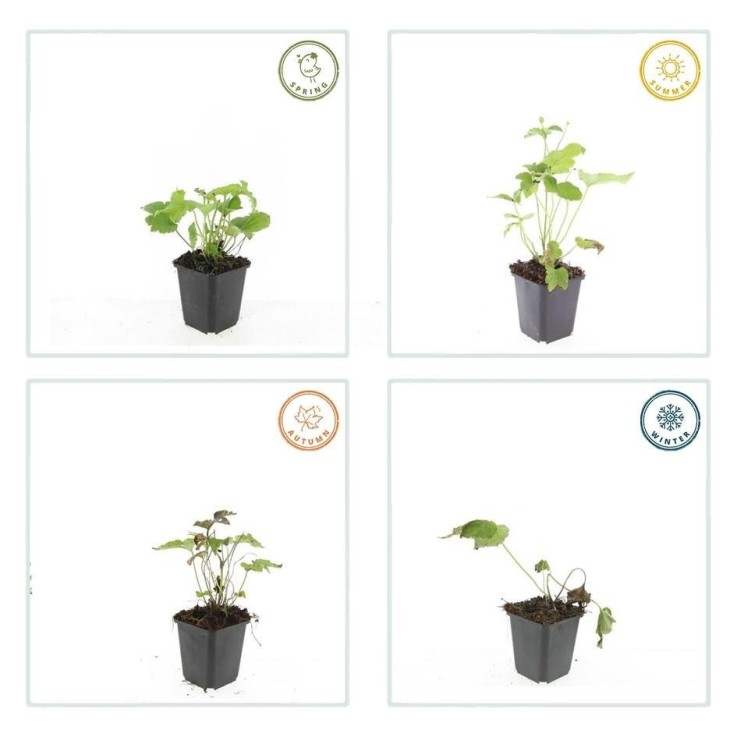 Anémone du Japon 'Honorine Jobert' -  12