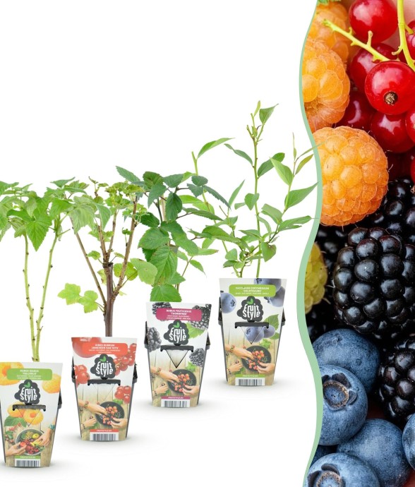 Plantes fruitières Rainbow x4