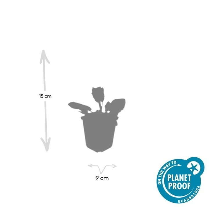 Sauge des bois 'Mainacht' -  12