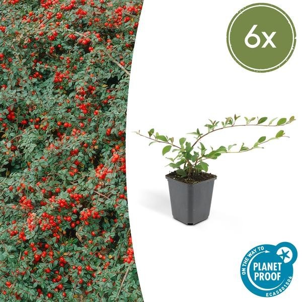Cotonéaster de Dammer 'Major' -  6