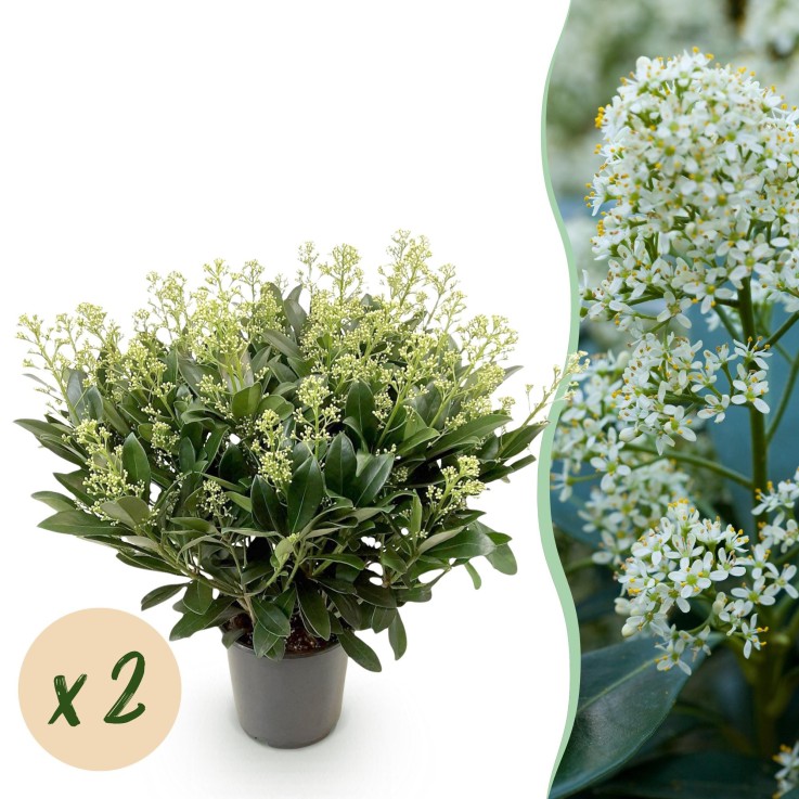Skimmia japonica Finchy x2