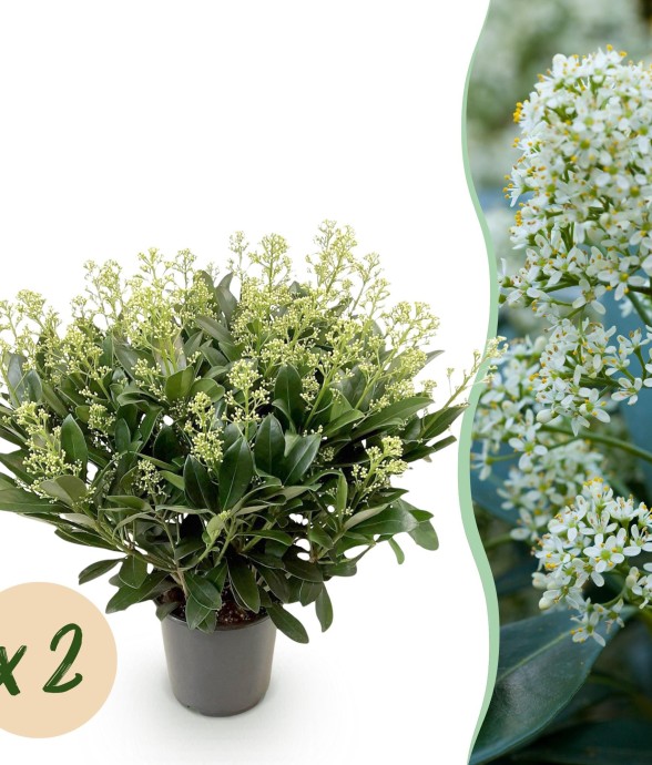 Skimmia japonica Finchy x2