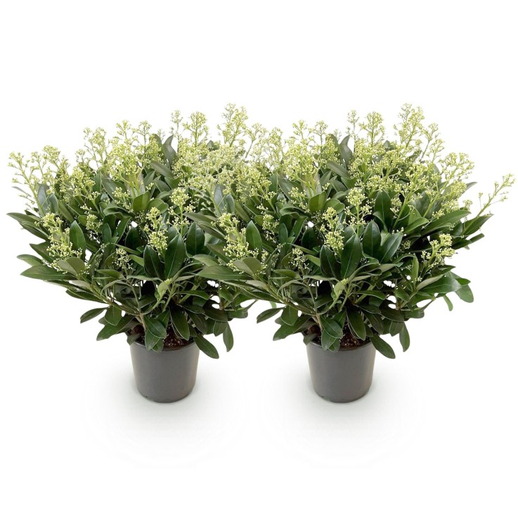 Skimmia japonica Finchy x2