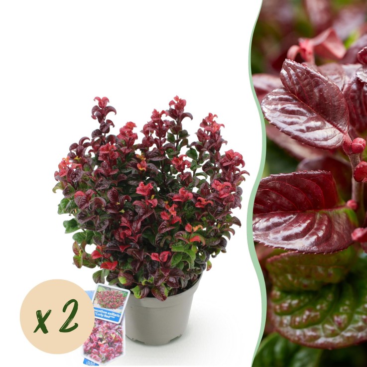 Leucothoe Curly Red x2