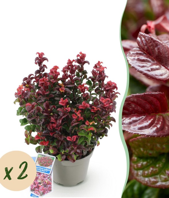 Leucothoe Curly Red x2