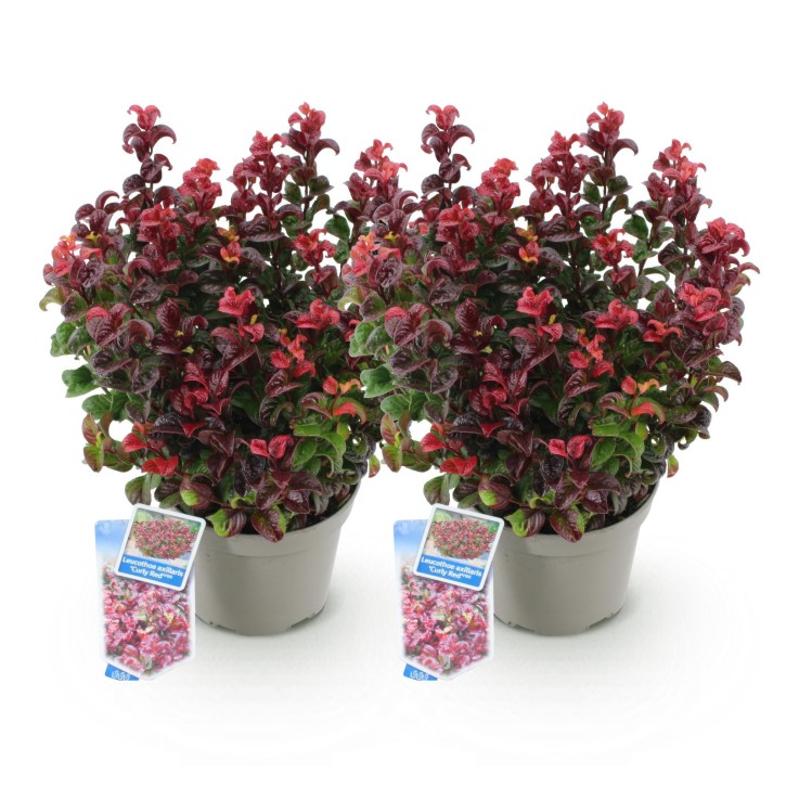 Leucothoe Curly Red x2