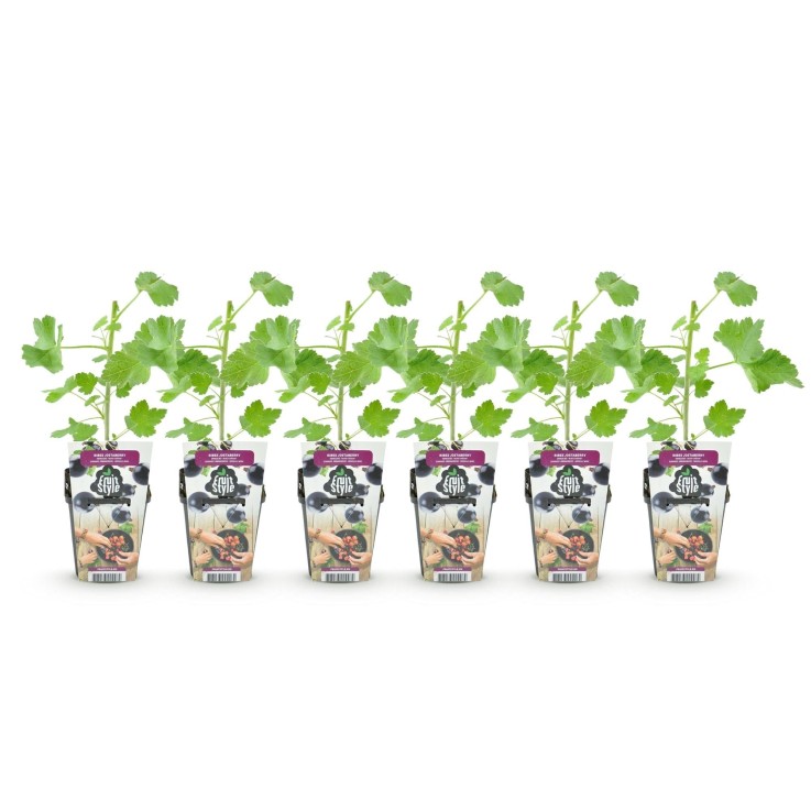 Groseillier Jostabes x6