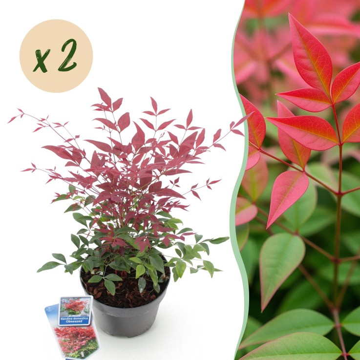 Nandina domestica Obsessed x2