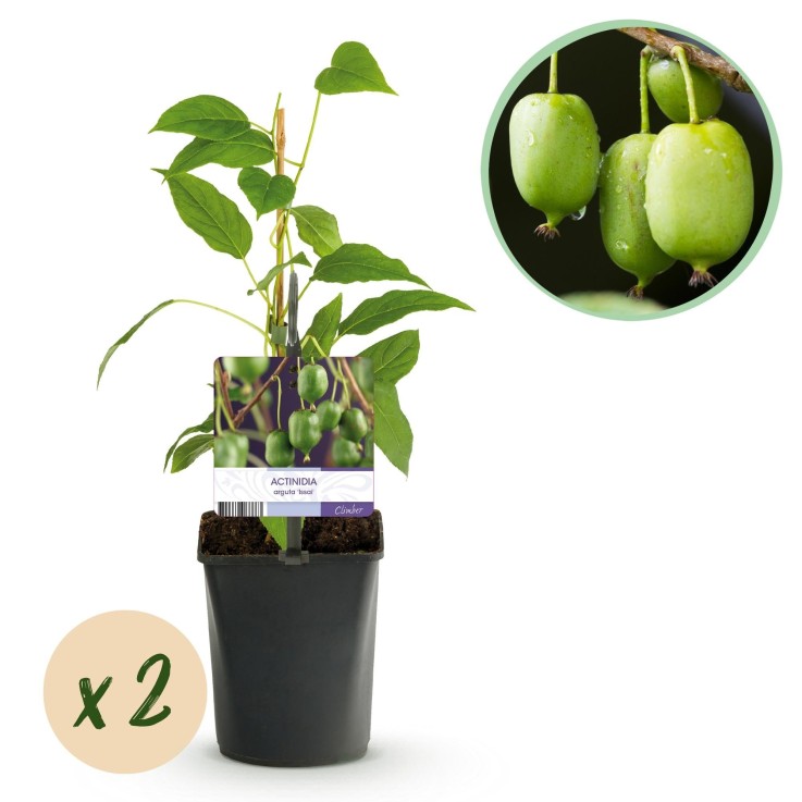 Kiwi Actinidia arguta Issai x2