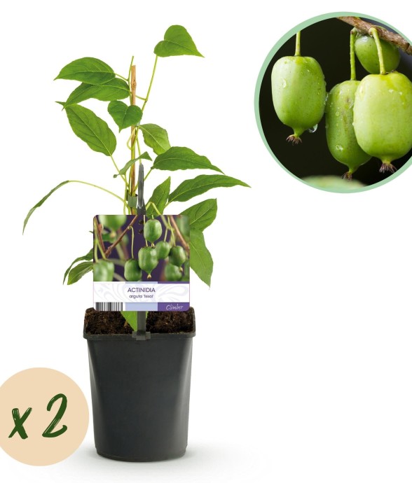 Kiwi Actinidia arguta Issai x2